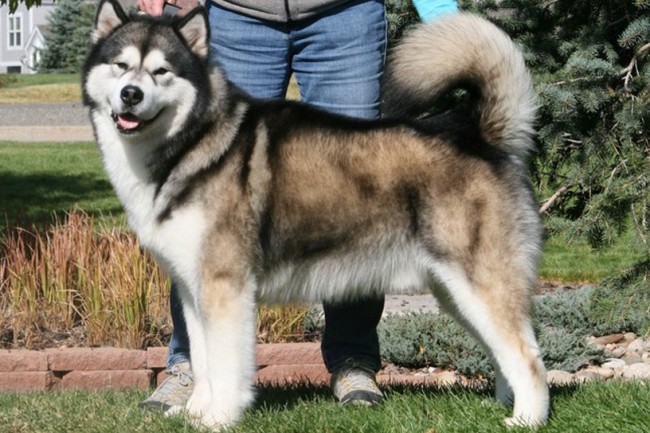 alaskan-malamute-04