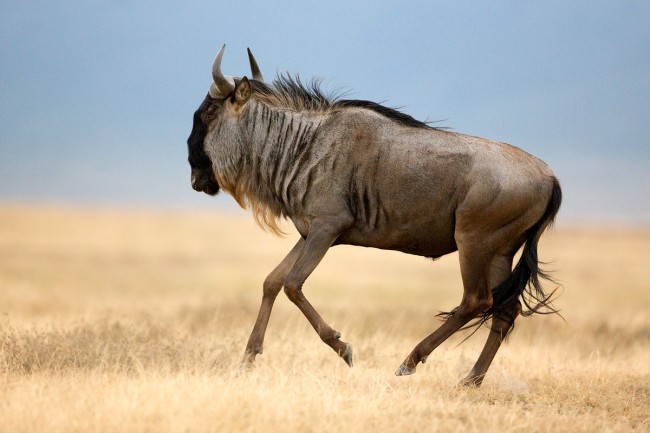 antilopa-gnu