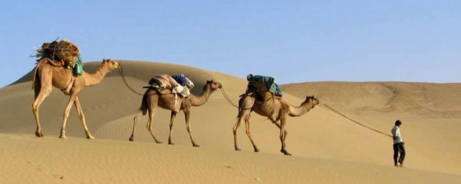 camel