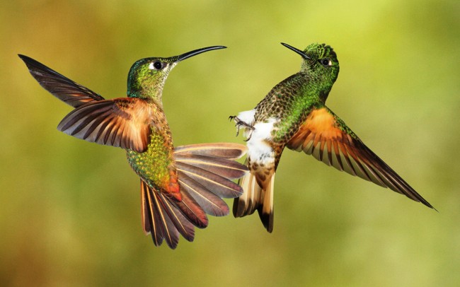 colibri
