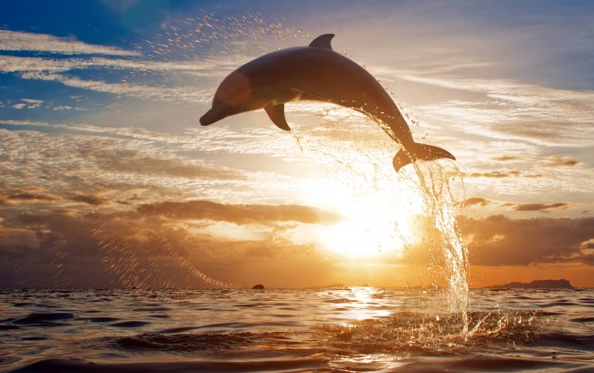 delfin