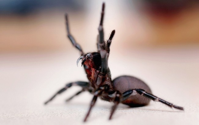 SYDNEY, NSW - JANUARY 23: A Funnel Web spider is pictured at the Australian Reptile Park January 23, 2006 in Sydney, Australia. The Funnel Web is one of Australia's deadliest animals, with a venom that is packed with at least 40 different toxic proteins. A bite from a Funnel Web causes massive electrical over-load in the body's nervous system. Finally, fatalities occur from either heart attack or a pulmonary oedema, where the capillaries around the lungs begin to leak fluid and the patient effectively drowns. Death can come as quickly as two hours after a bite if no medical treatment is sought. Due to advances in anti-venom, there has been no death from a Funnel Web bite in Australia since 1980. Australia is home to some of the most deadly and poisonous animals on earth. (Photo by Ian Waldie/Getty Images)