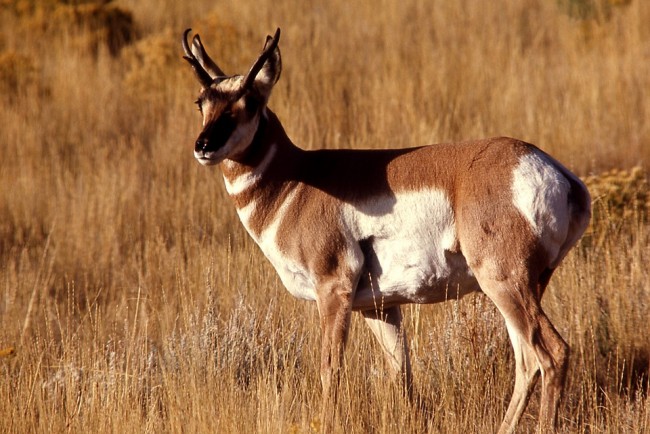 pronghorn-antelope-1236748_960_720