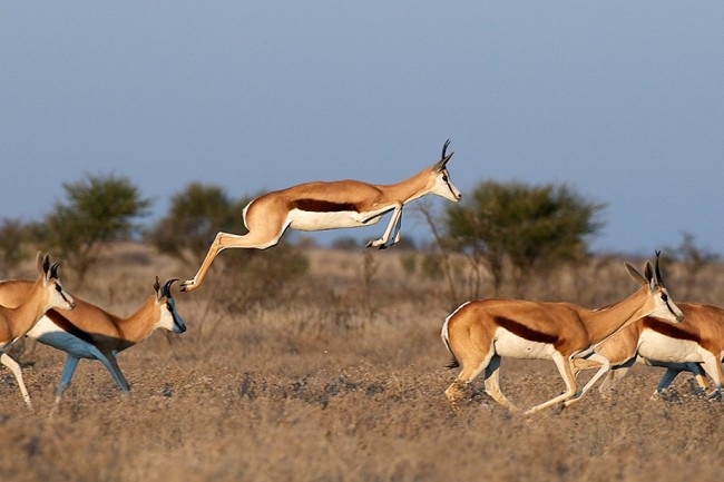 springbok_pronk_1