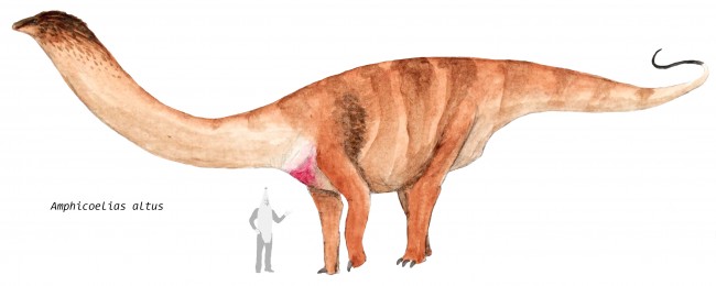 amphicoelias