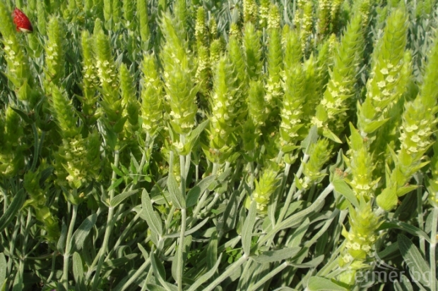 Мурсалският чай е антигрипната рецепта в Мугла Мурсалският чай е антигрипната рецепта в Мугла