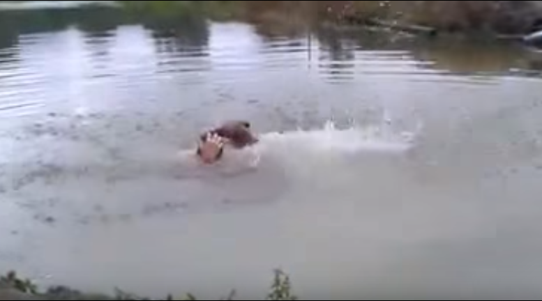 Реакцията на куче, което помисли, че собственикът му е мъртъв (ВИДЕО)