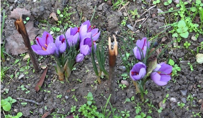 Родопчанин отглежда най-скъпата подправка в Света, печели 37 000лв. за 1 килограм Родопчанин отглежда най-скъпата подправка в Света, печели 37 000лв. за 1 килограм