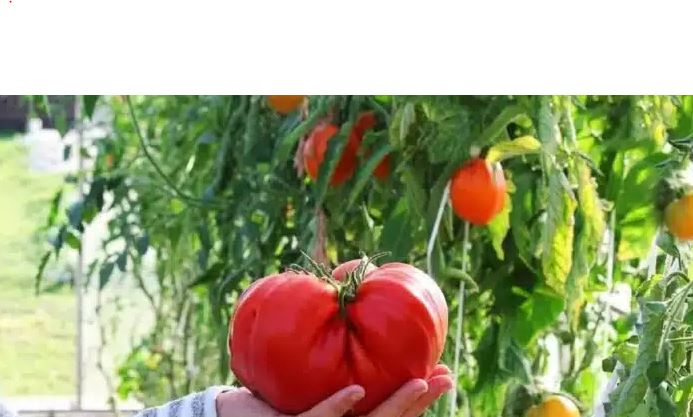 Появиха се 4 нови сорта български домат – сочни, плодовити и вкусни! Ето как да разпознаете родния домат на пазара.