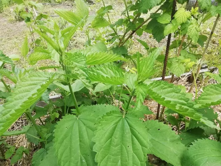 Как да си приготвите чудодейно средство срещу листни въшки: просто трябва да полеете растенията с това